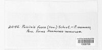 Puccinia fusca image